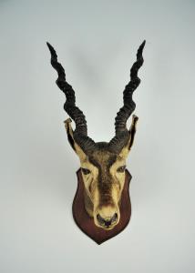 EDWARD GERRARD & SONS TAXIDERMY BLACKBUCK TROPHY HEAD